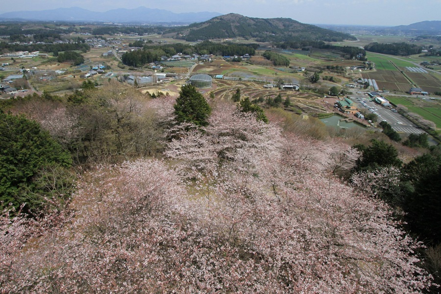 茨城県フラワーパークの桜