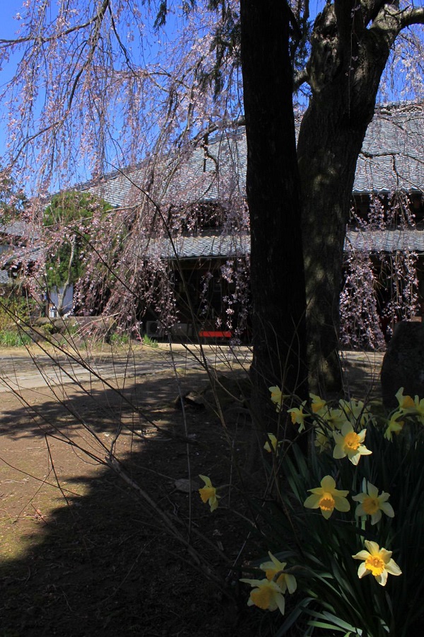 泉子育観音／慶龍寺の水仙と枝垂れ桜