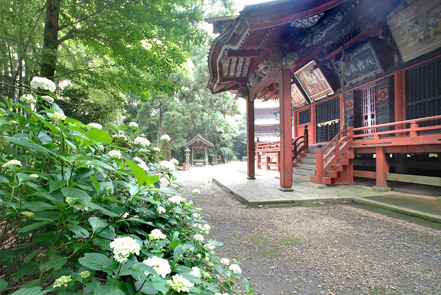 富谷観音の紫陽花