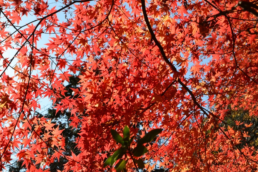 茨城県フラワーパークの紅葉／青空の下で