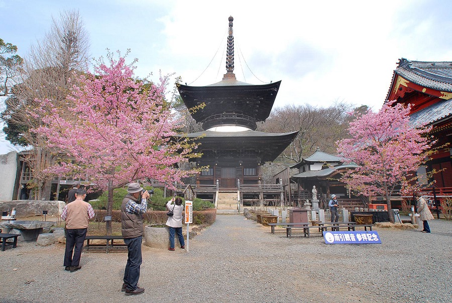 雨引観音の桜