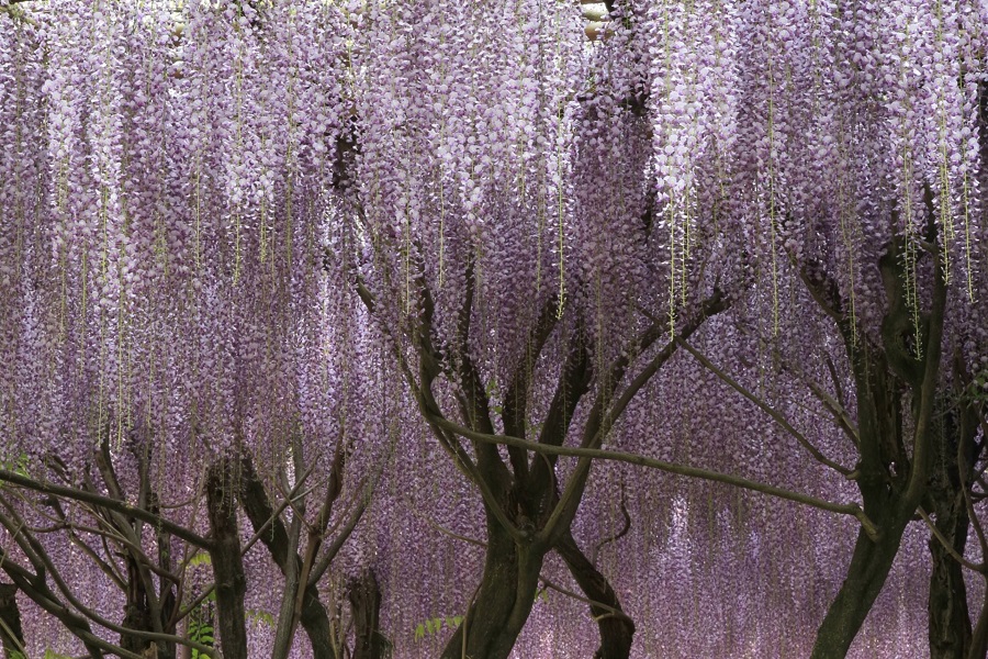 笠間稲荷神社　大藤02