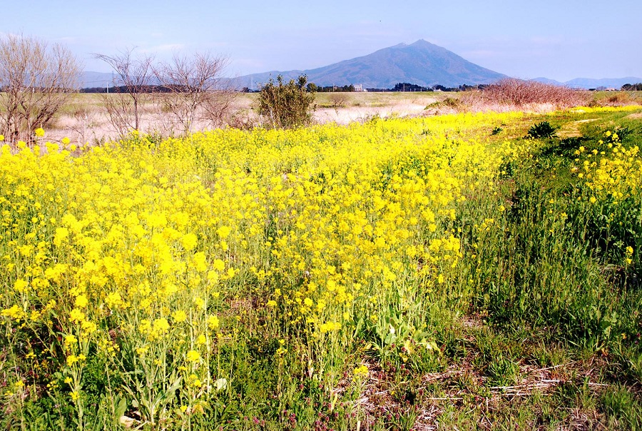 筑波山と菜の花