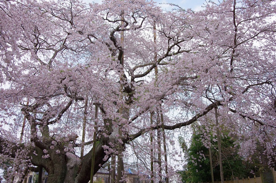 般若院の枝垂れ桜01