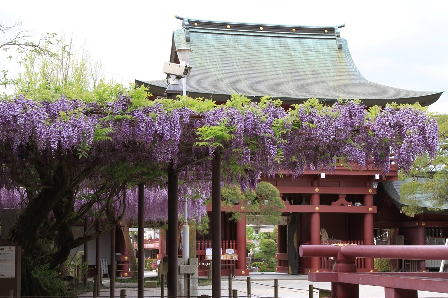 笠間稲荷神社　八重の藤・大藤