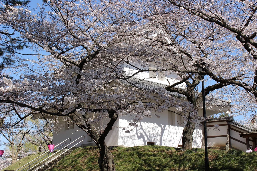 亀城公園の桜01