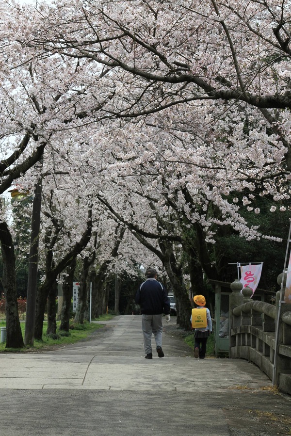 結城城跡公園の桜