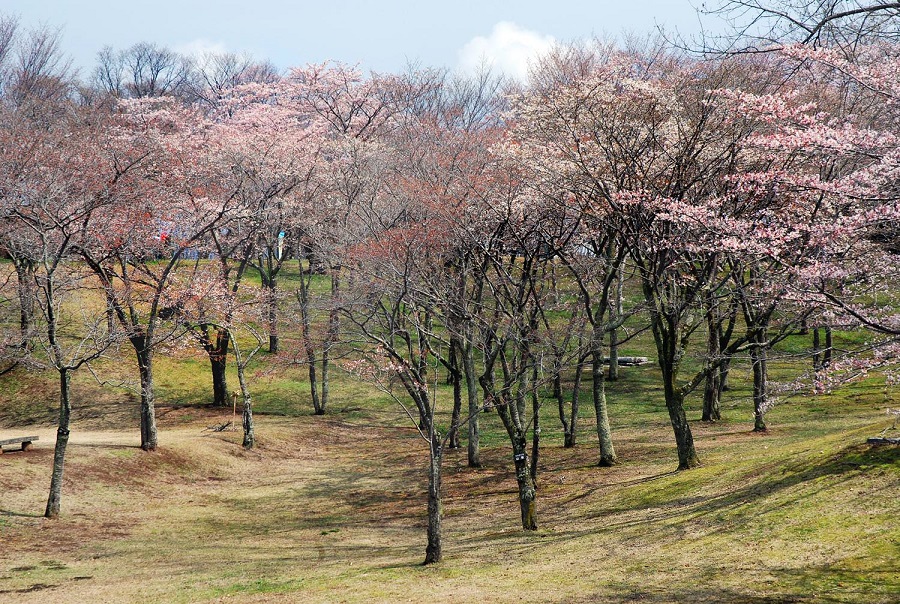 磯部桜川公園の桜