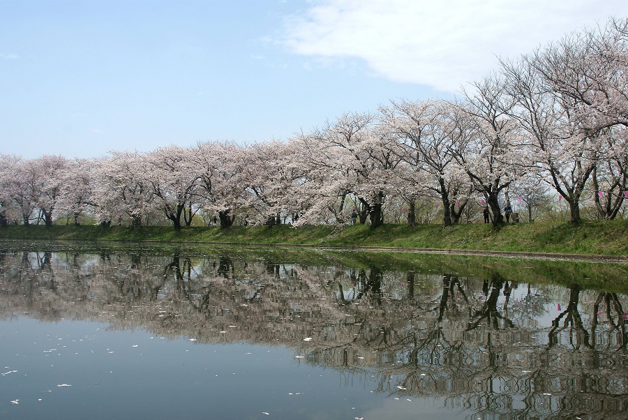 カヌーでお花見！福岡堰さくら満開！