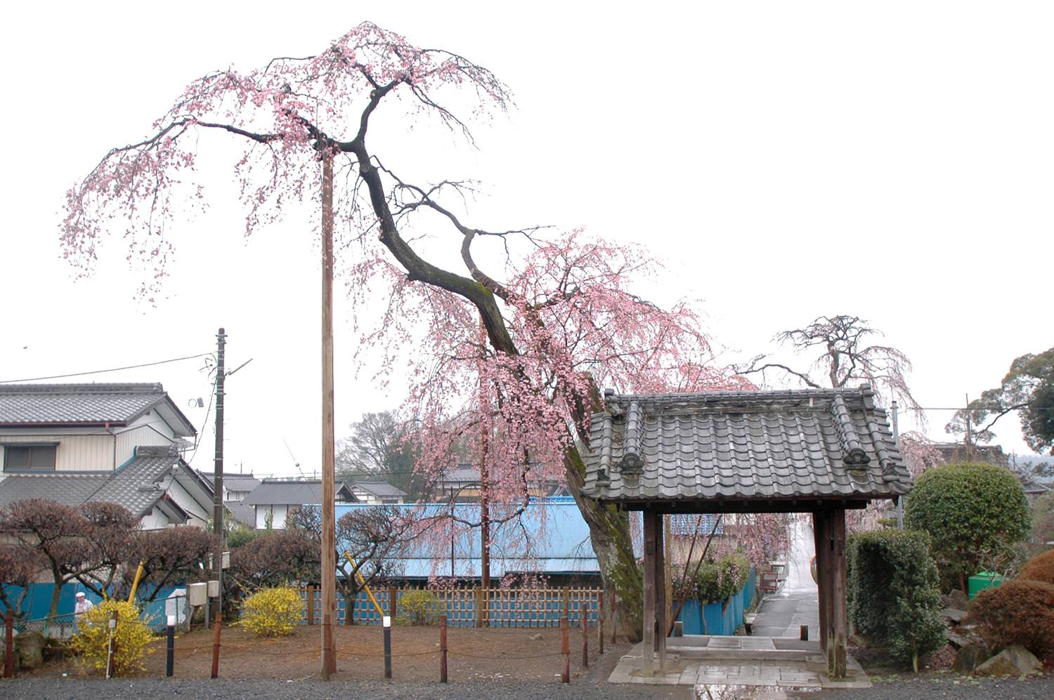 宍戸のしだれ桜 光明寺 山門の桜2