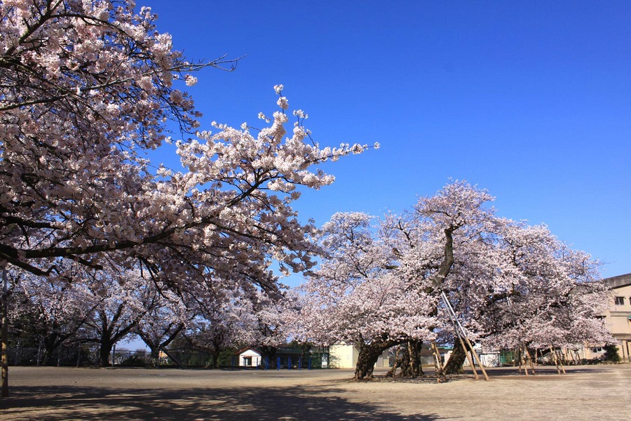 真鍋小学校の桜