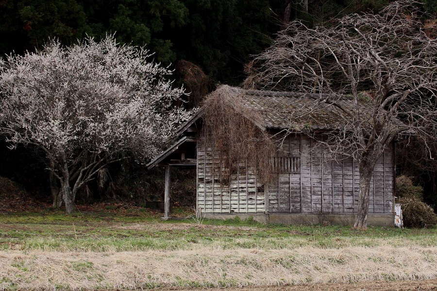 里山の春