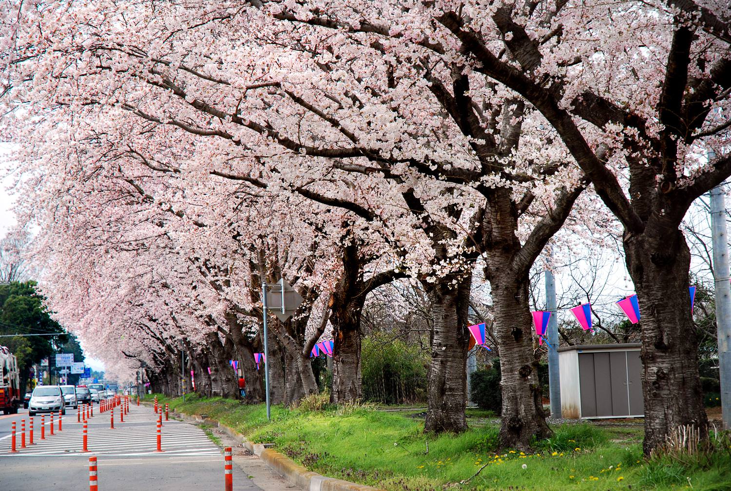 国道6号 大曲の桜並木1