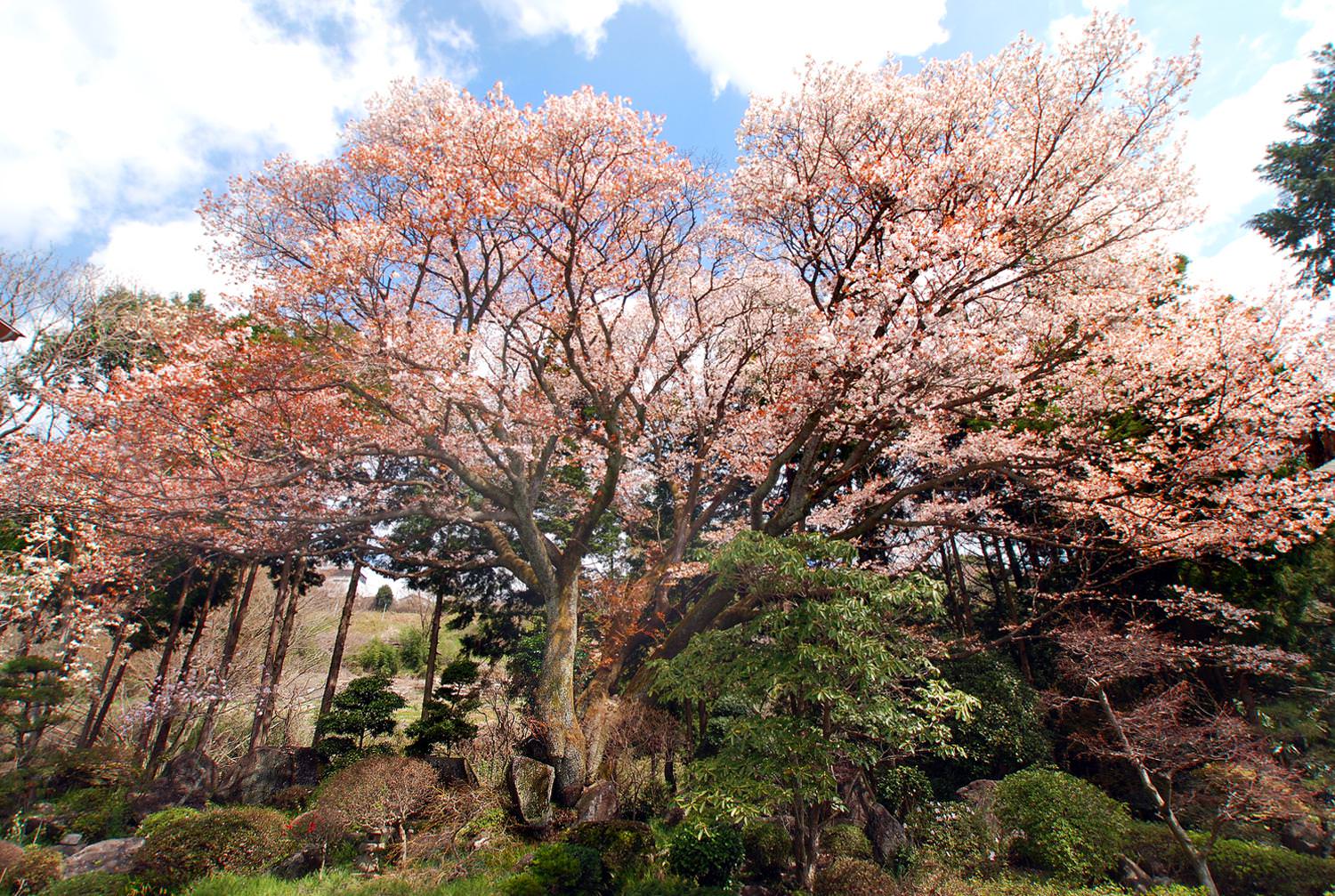 八郷 駒村家の石割り山桜1