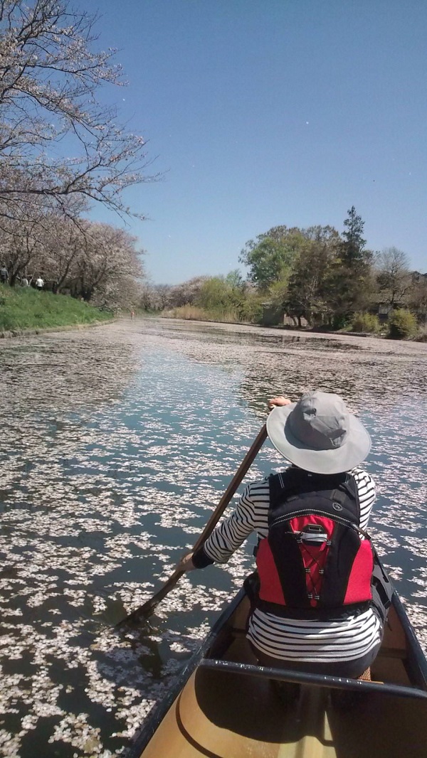 桜の水路を行く