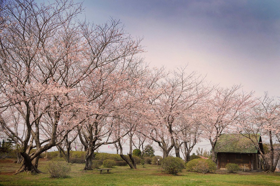 権現山公園・桜