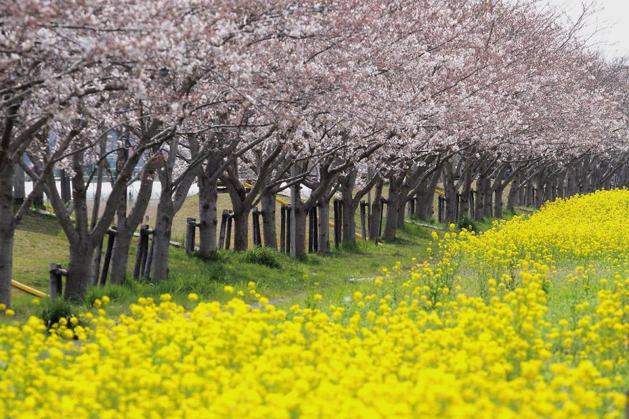 安塚公園