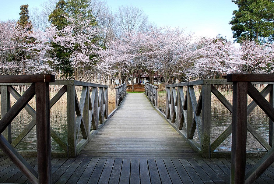 上野沼の桜 7分咲き