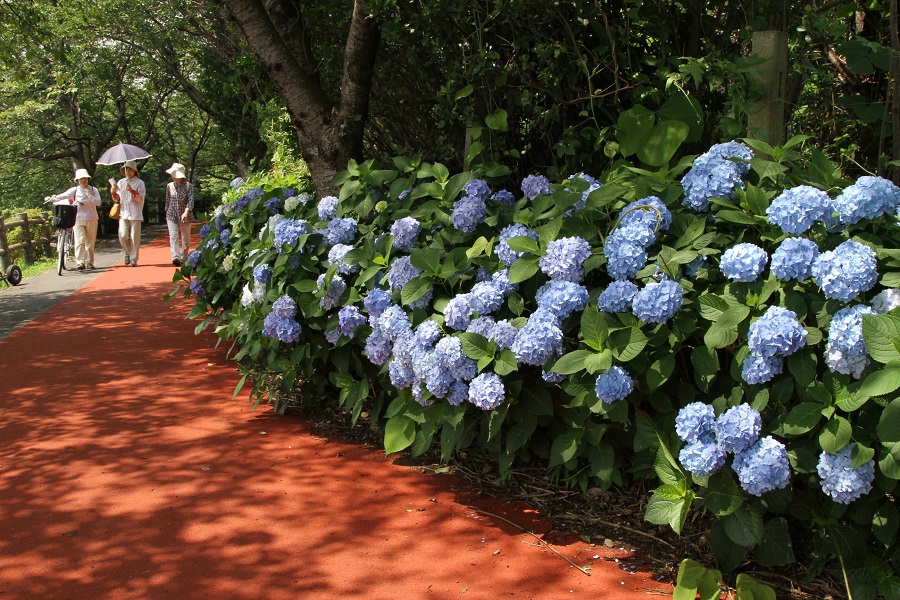 砂沼広域公園・アジサイ01