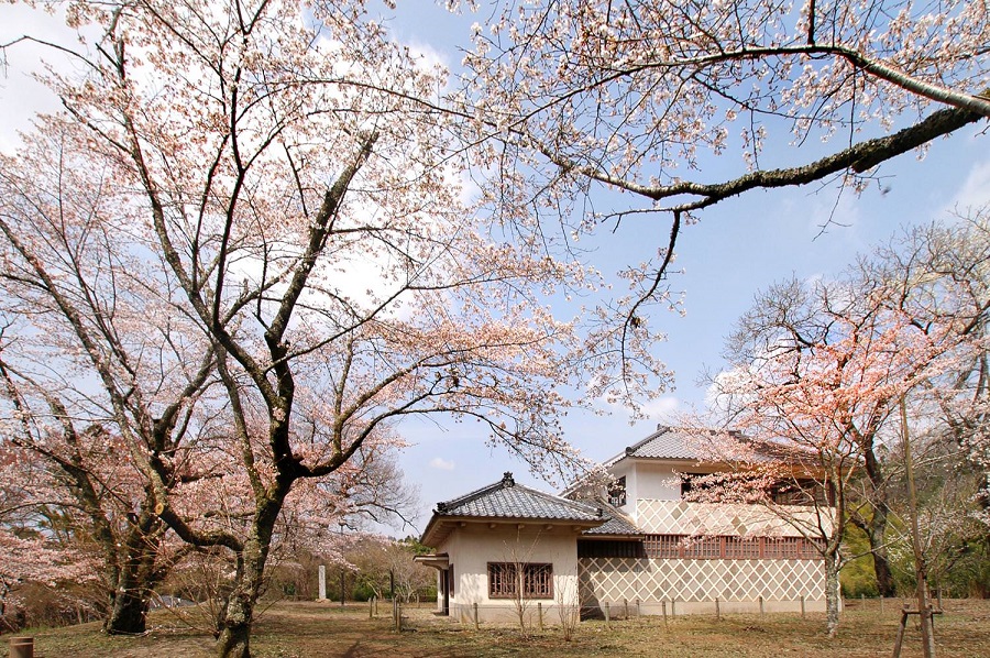 笠間 佐白山麓公園の桜