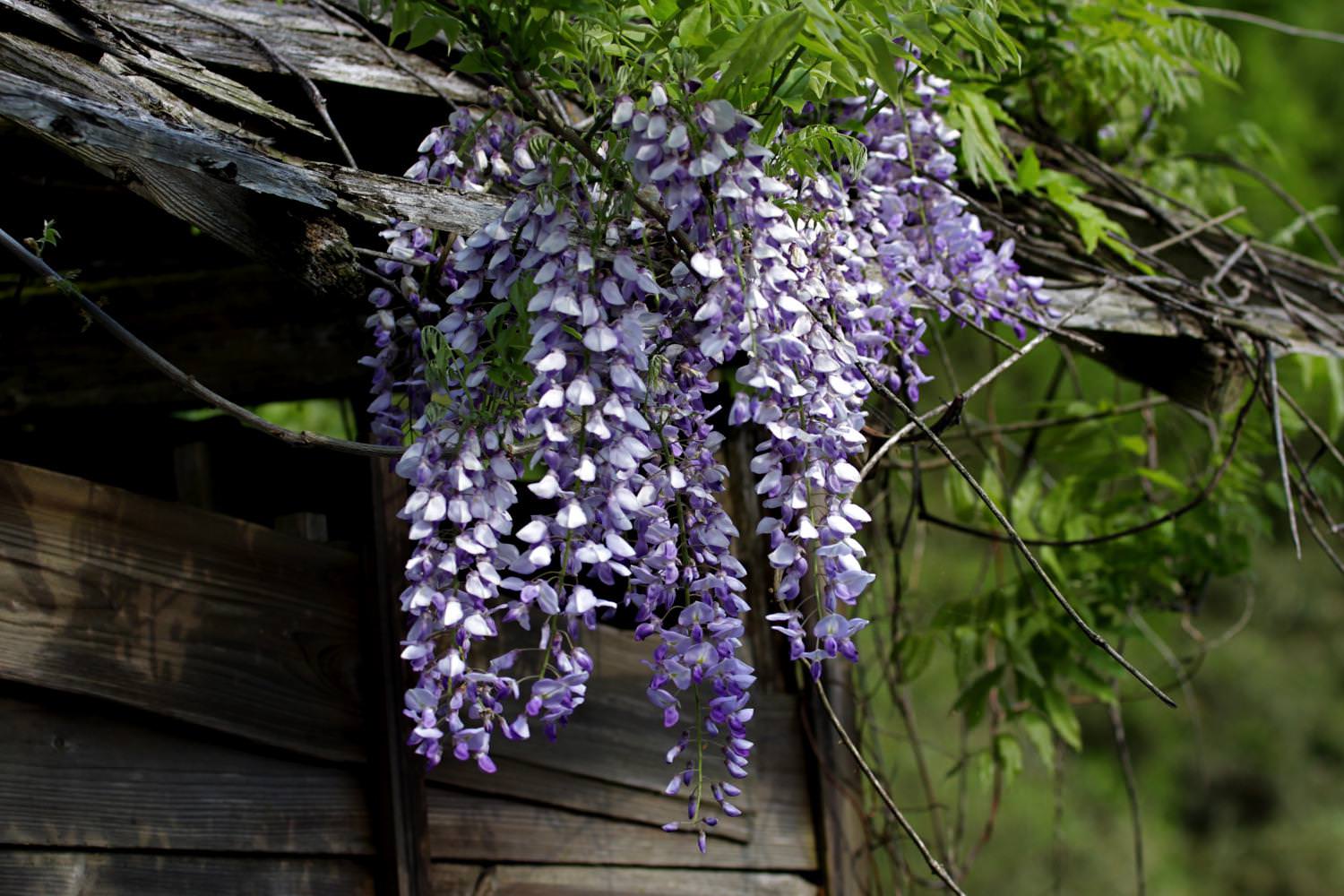 ふじの花 2