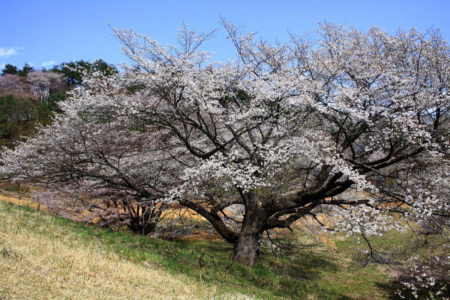 沓掛峠の山桜群