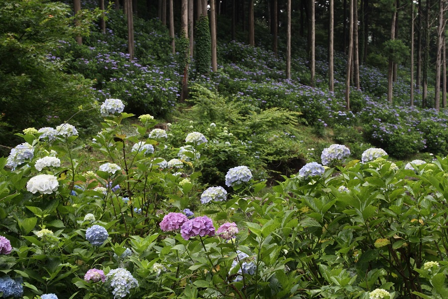 涸沼自然公園・アジサイ03