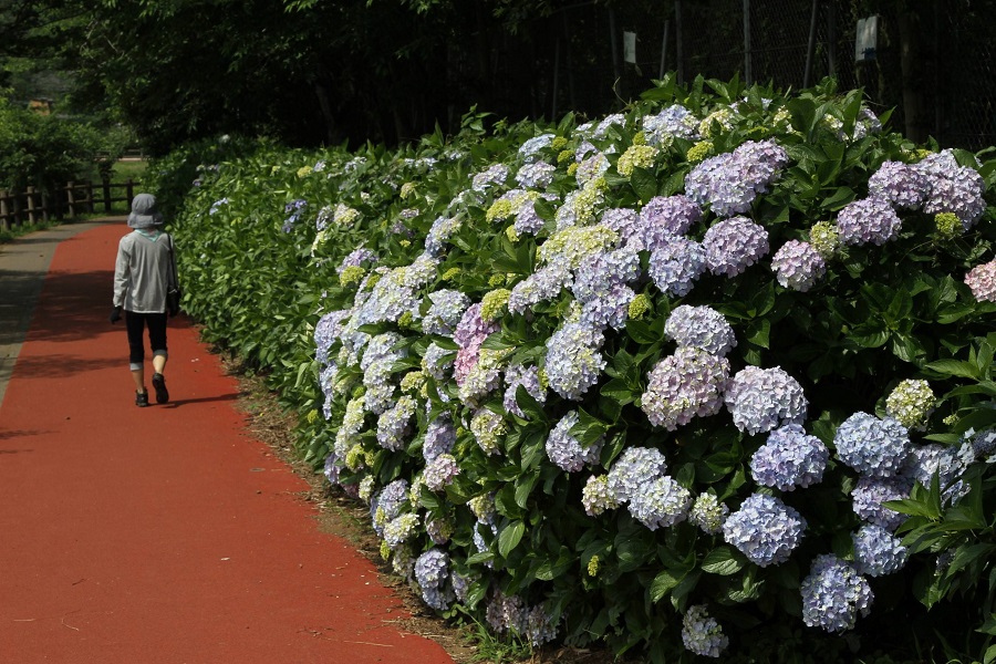 砂沼広域公園・アジサイ03