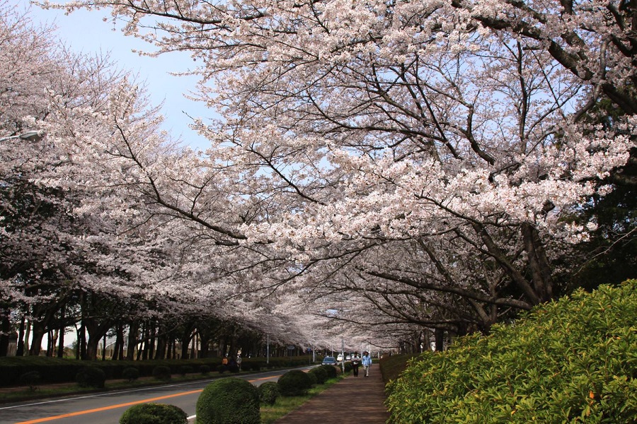 農林さくら通りの桜並木