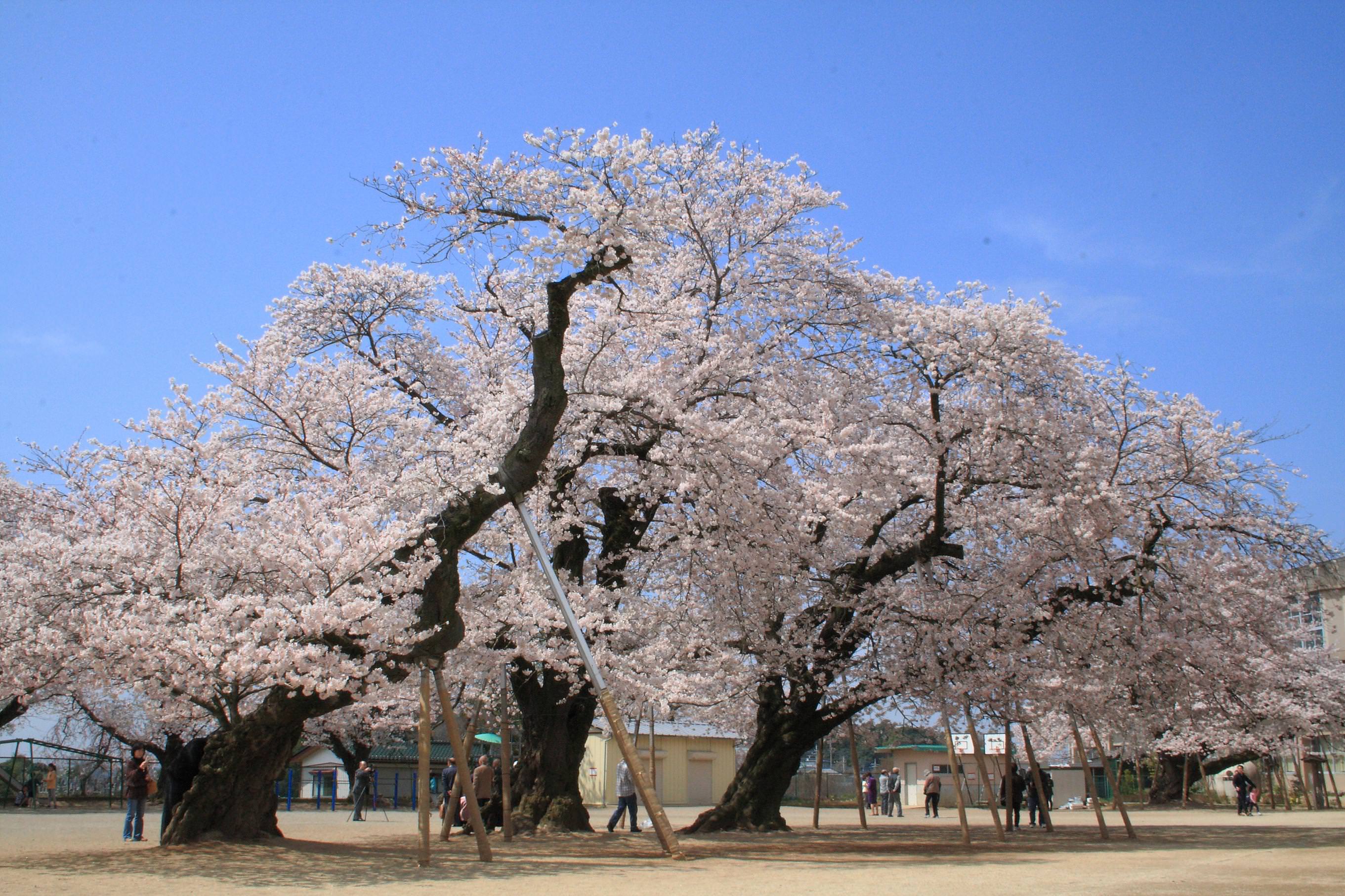 真鍋の桜