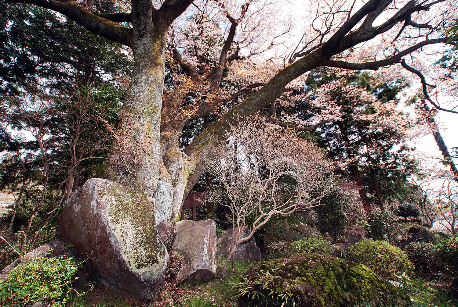 八郷 駒村家の石割り山桜2