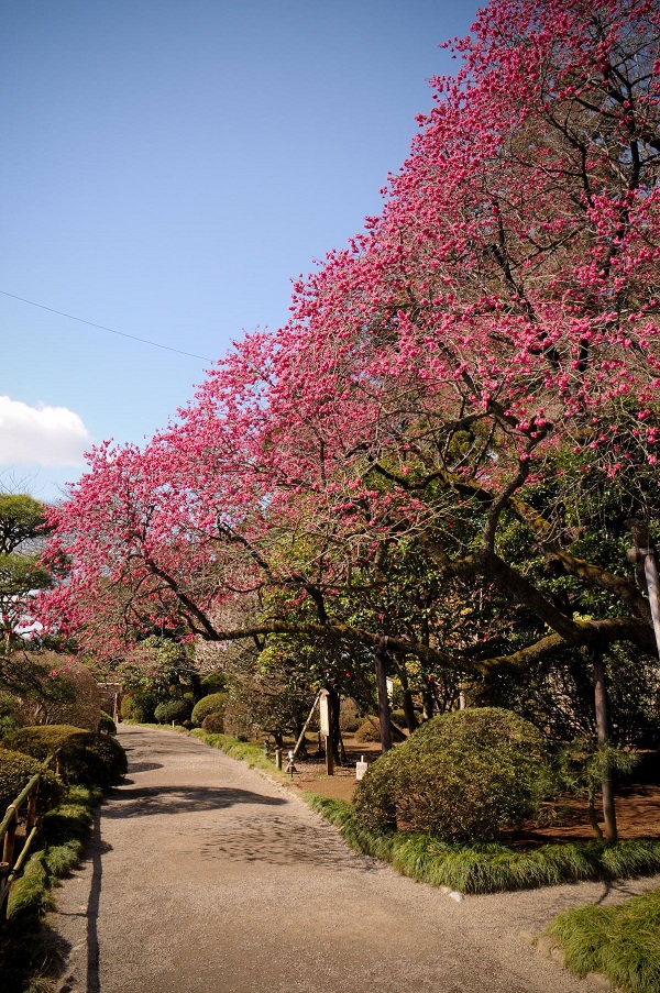 偕楽園好文亭「寒緋桜」01