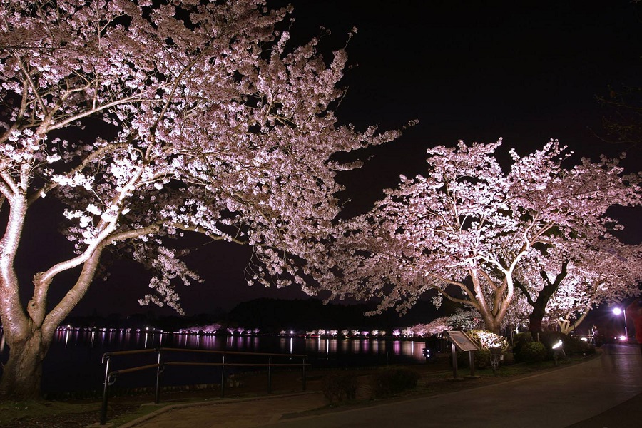 千波湖～夜景色桜