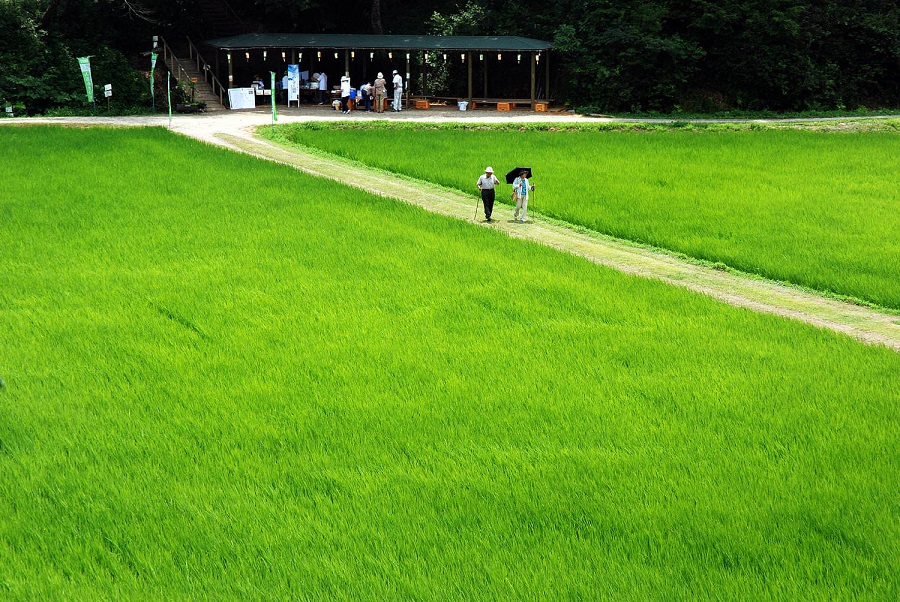 西蓮寺裏の田園 山百合の里04