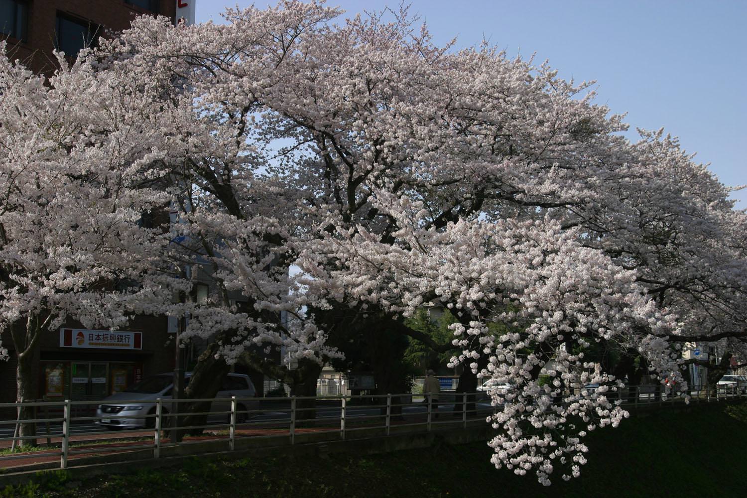 桜咲く～三の丸旧県庁