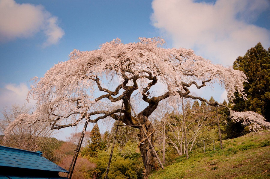 外大野のしだれ桜