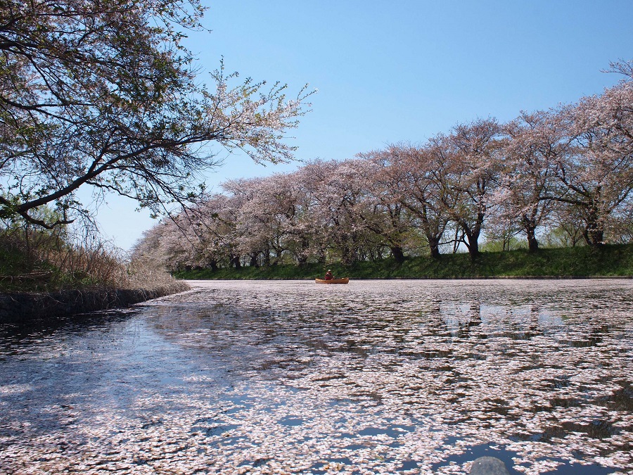 桜の水路