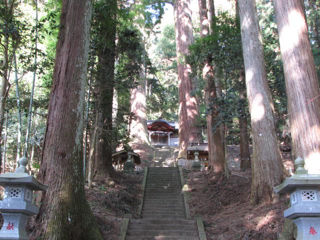 吉田八幡神社 三浦杉