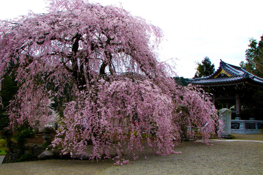 満福寺の桜