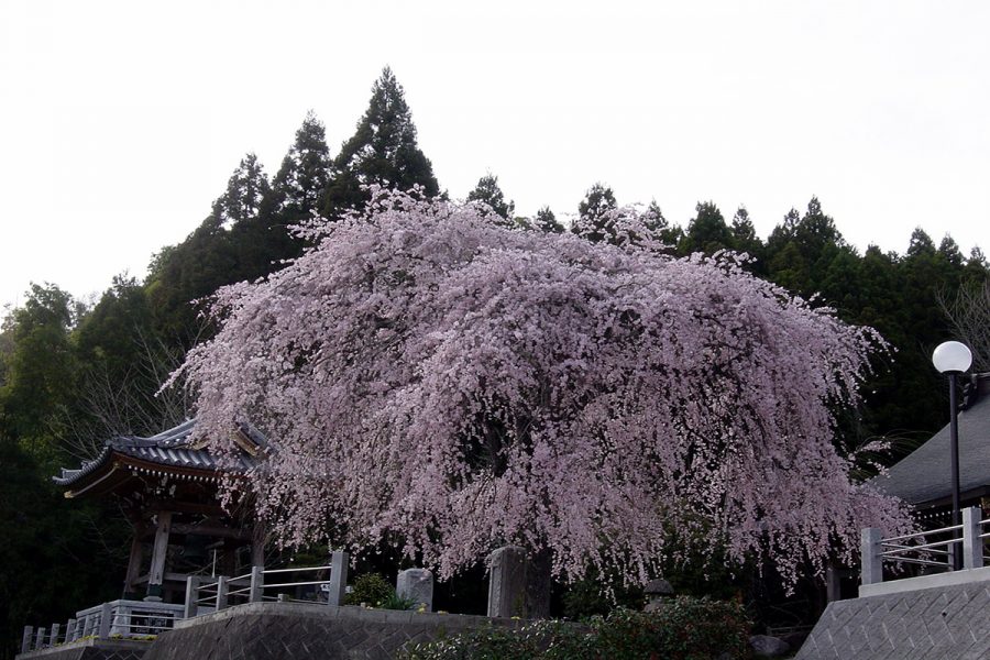 満福寺の桜