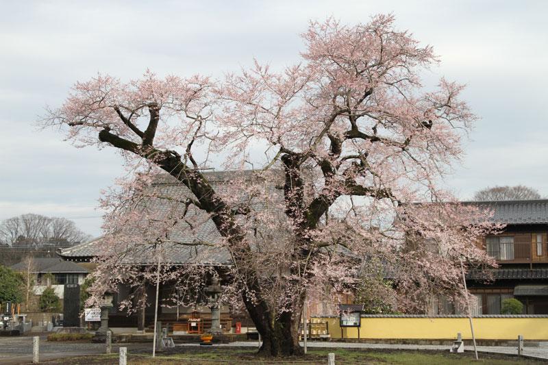歓喜寺の江戸彼岸桜