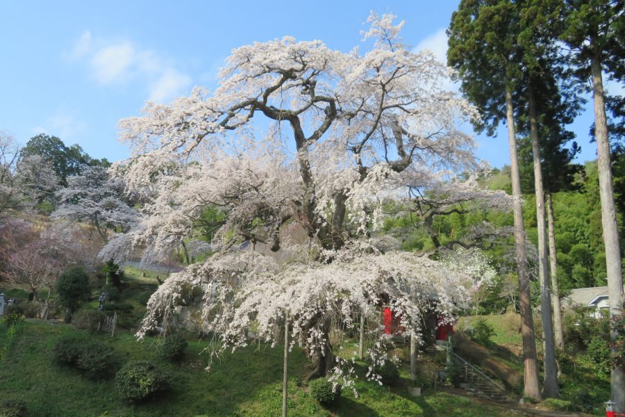 泉福寺の枝垂桜