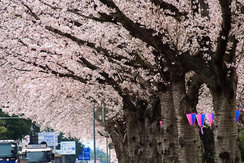 国道6号 大曲の桜