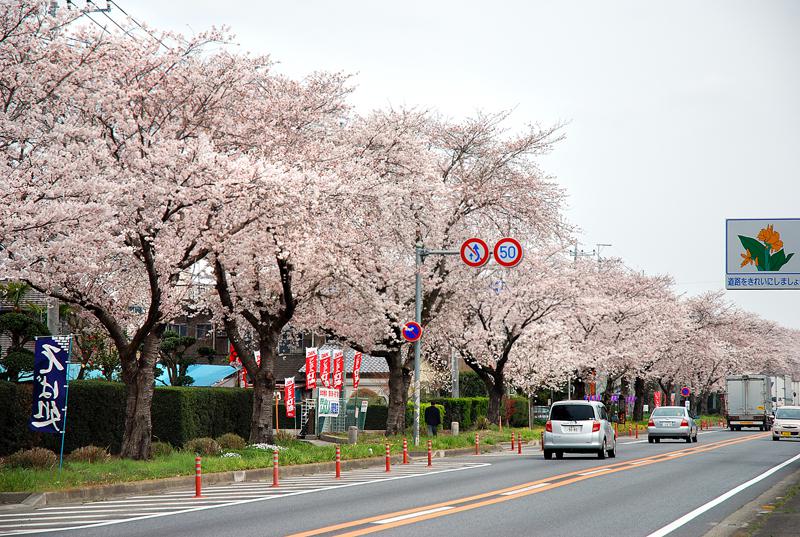 国道6号 大曲の桜