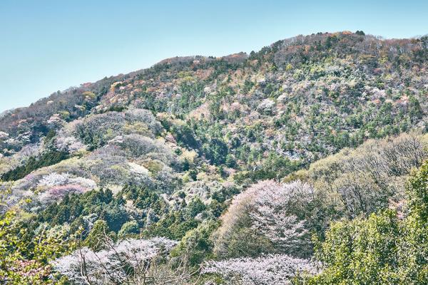 成沢の山桜