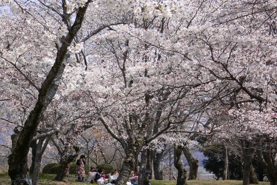 天然記念物 「桜川のサクラ」