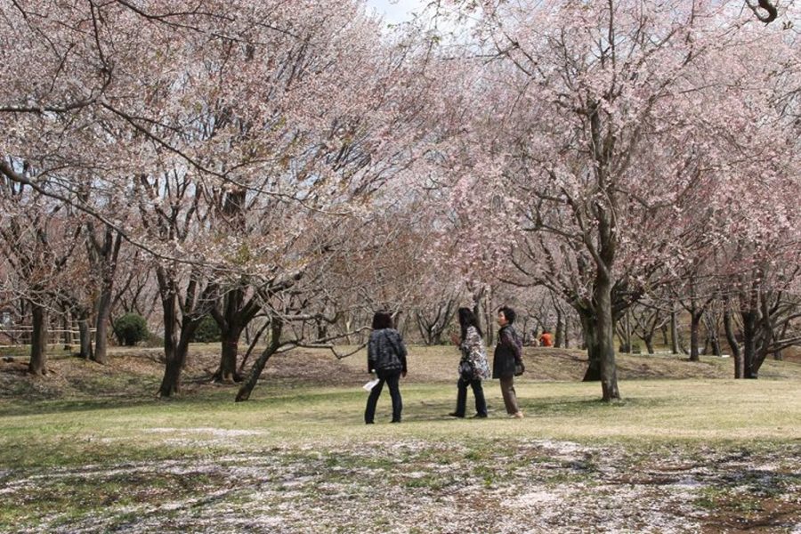 天然記念物 「桜川のサクラ」