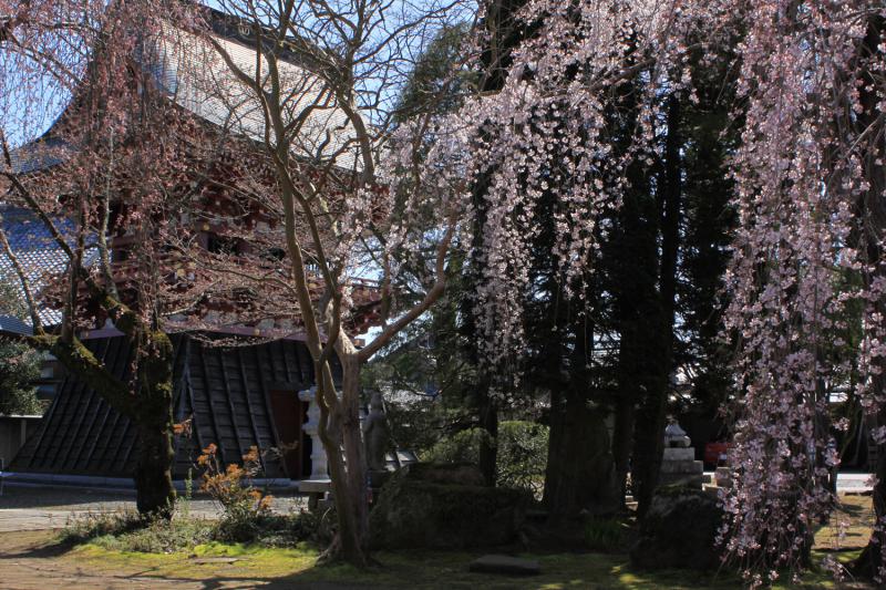 泉子育観音慶龍寺(枝垂れ桜)