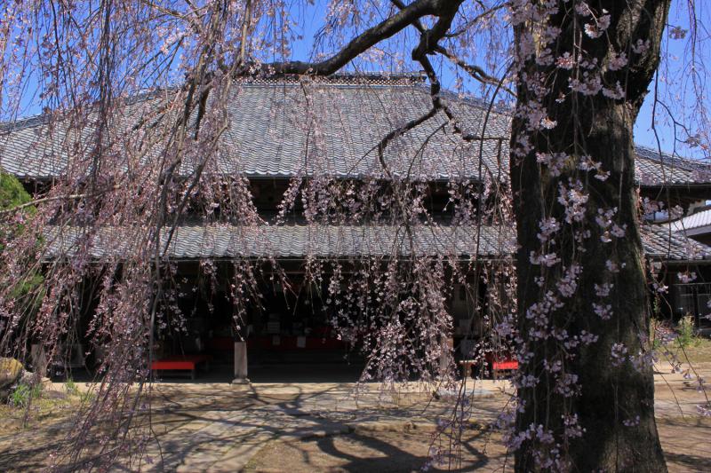 泉子育観音慶龍寺(枝垂れ桜)