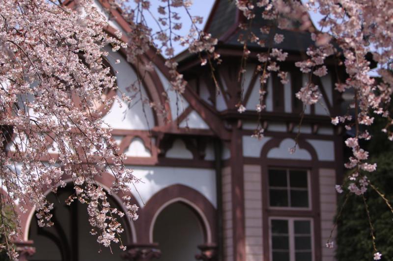 土浦一高の枝垂れ桜